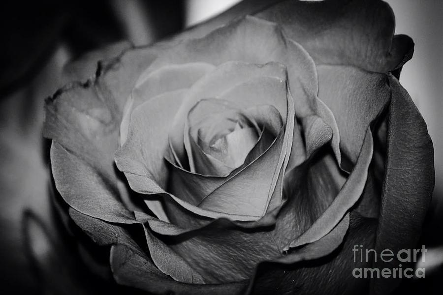 Rose Photograph by Deena Withycombe
