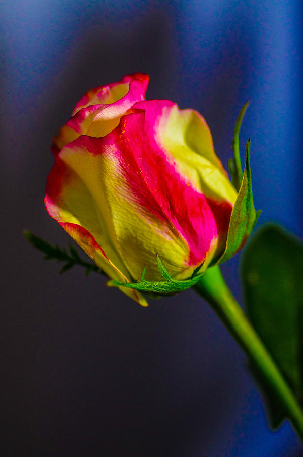 Rose #3 Photograph by Gerald Kloss
