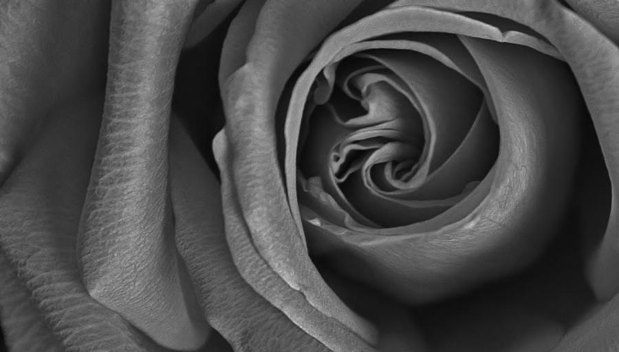Rose in Black and White #3 Photograph by Bruce Bley