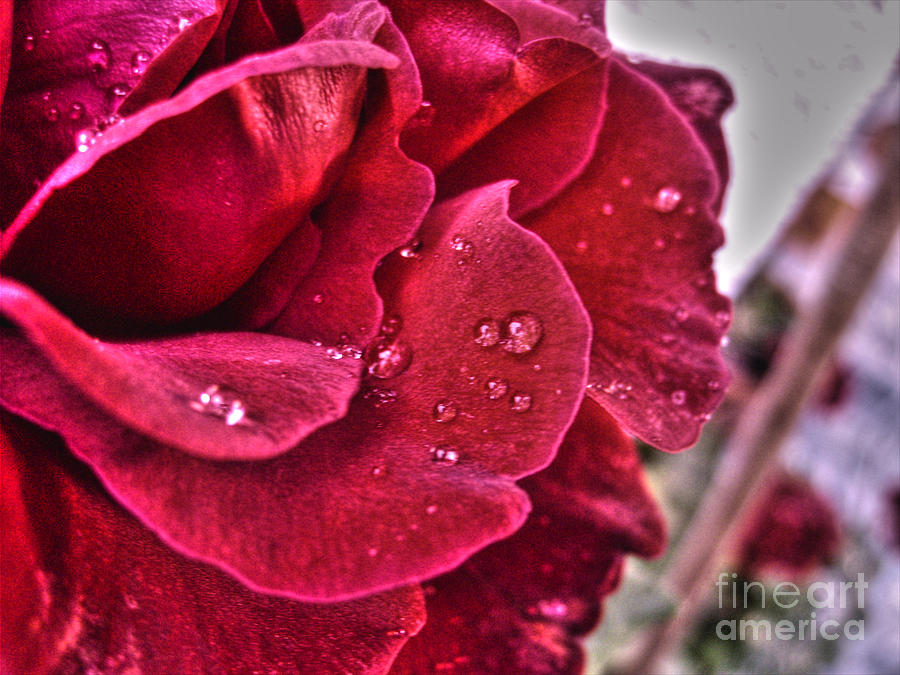 Red Rose And Summer Rain Photograph by Nina Ficur Feenan