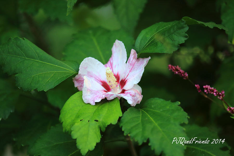 Rose of Sharon #3 Photograph by PJQandFriends Photography