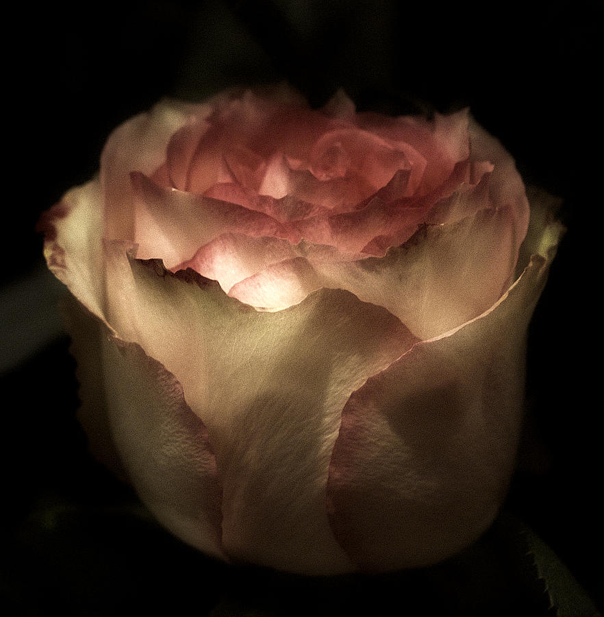 Rose Romantica #3 Photograph by Richard Cummings