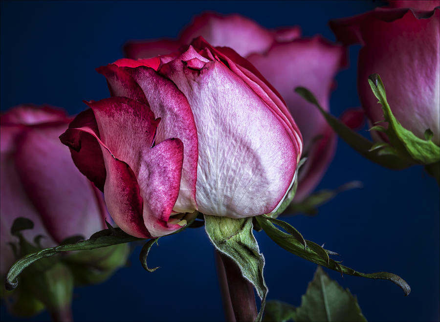 Rose Still Life #3 Photograph by Robert Ullmann