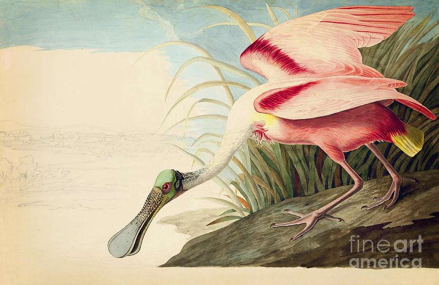 Roseate Spoonbill  #3 Drawing by Celestial Images