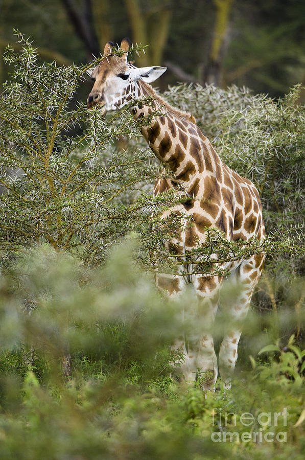 Rothschilds Giraffe #3 Photograph by John Shaw