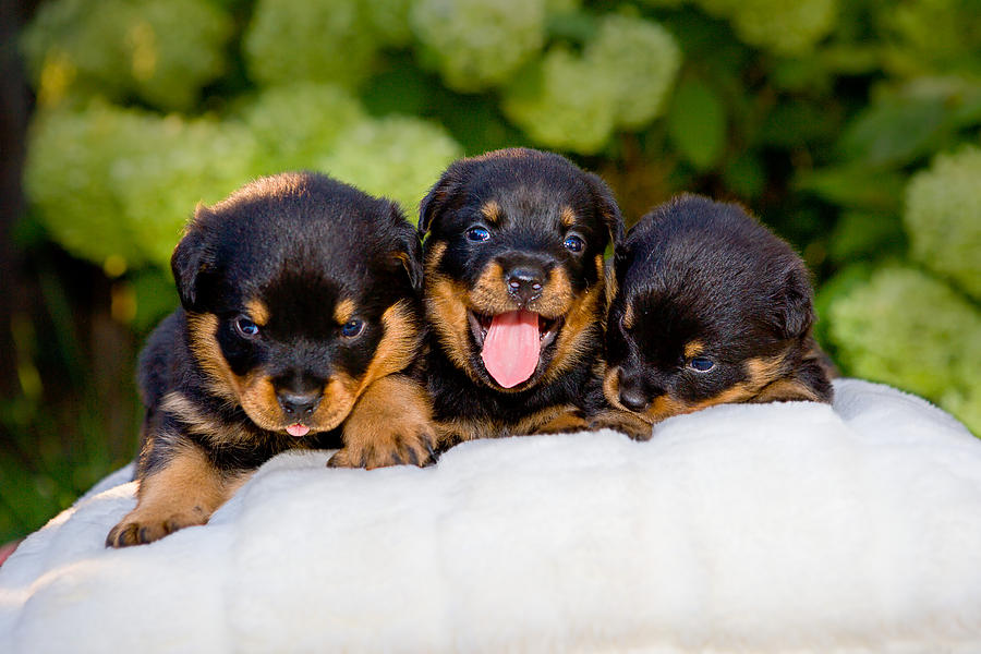 3 Rottweiler Puppies Photograph