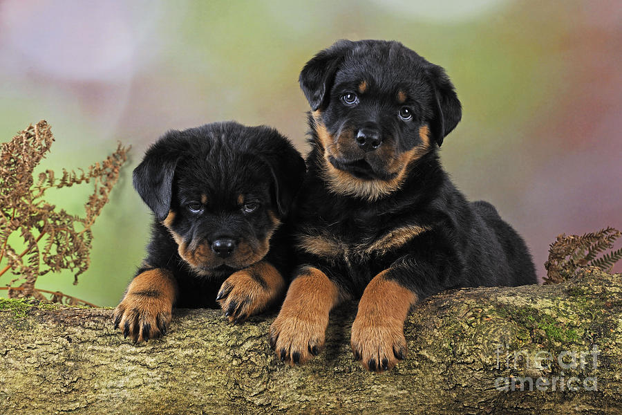Rottweiler Puppy Dogs #5 Photograph by John Daniels