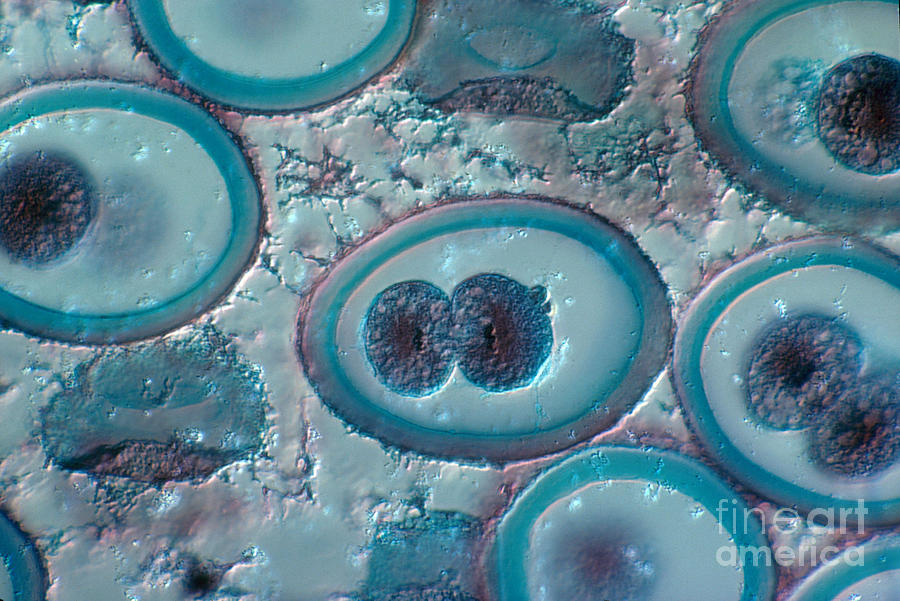 Roundworm Cells In Telophase, Lm #3 Photograph by Joseph F. Gennaro Jr.
