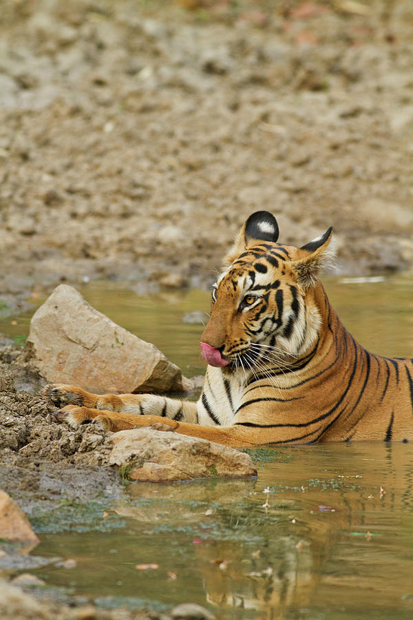 Jungle Photograph - Royal Bengal Tiger At The Waterhole #3 by Jagdeep Rajput