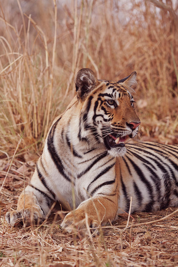 Royal Bengal Tiger, In The Summer #3 Photograph by Jagdeep Rajput ...