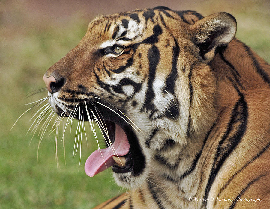 Royal Bengal Tiger #3 Photograph by Winston D Munnings