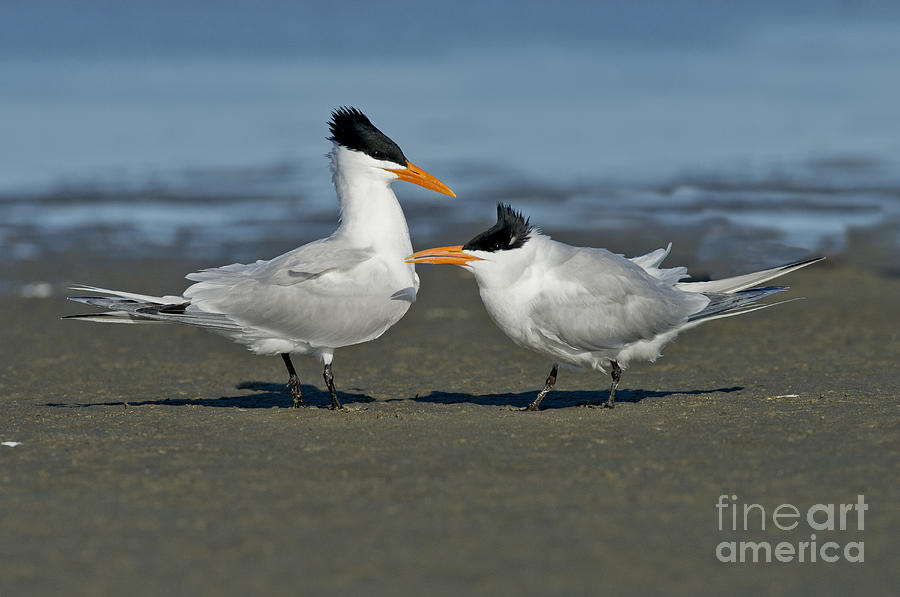 Royal Terns #3 Photograph by Anthony Mercieca