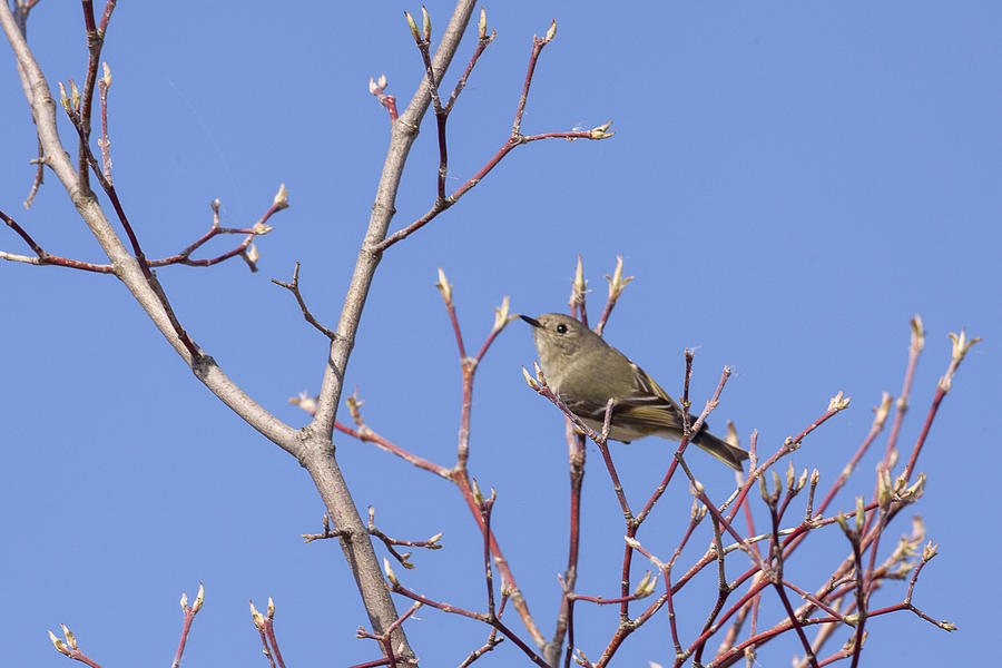 Animal Photograph - Ruby-crowned Kinglet #2 by Jack R Perry