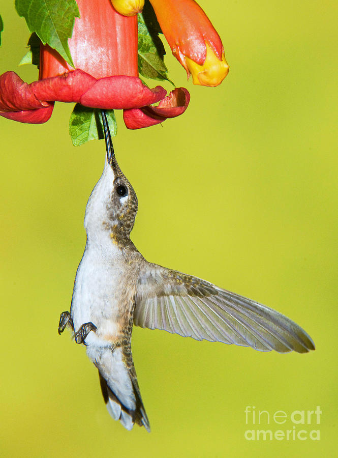 Nature Photograph - Ruby-throated Hummingbird Female #5 by Millard H Sharp