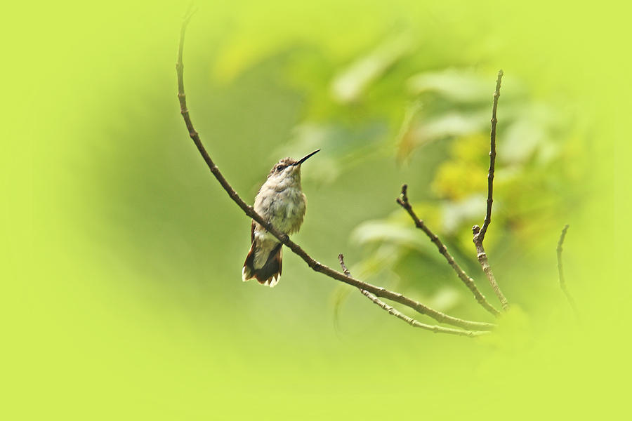 Ruby-throated Hummingbird - Immature Female - Archilochus colubris  #3 Photograph by Carol Senske