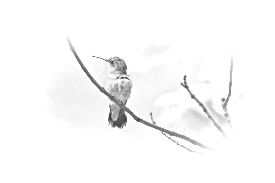 Ruby-throated Hummingbird - Immature Female - Black and White - Archilochus colubris  #1 Photograph by Carol Senske