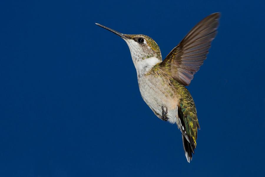 Hummingbird Photograph - Ruby Throated Hummingbird #3 by John Absher