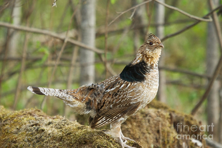 Ruffed Grouse Courtship Display #3 Photograph by Linda Freshwaters Arndt