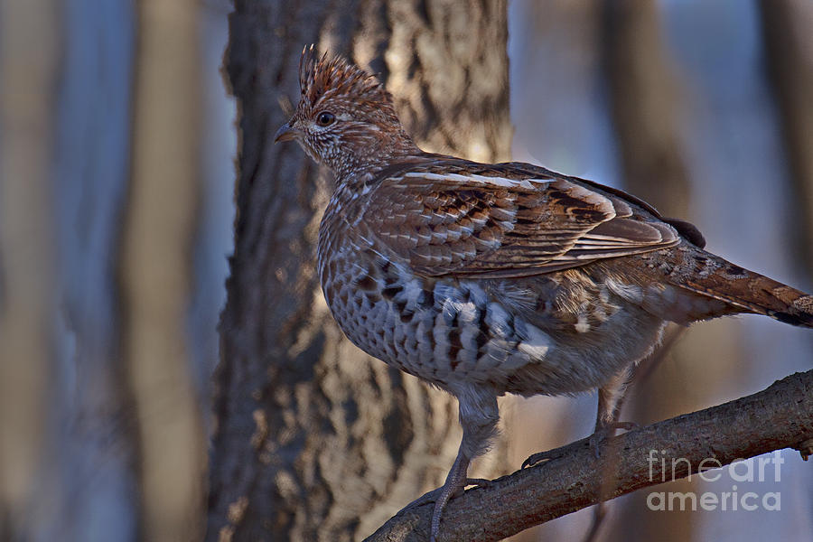 Ruffed Grouse #3 Photograph by Ronald Lutz