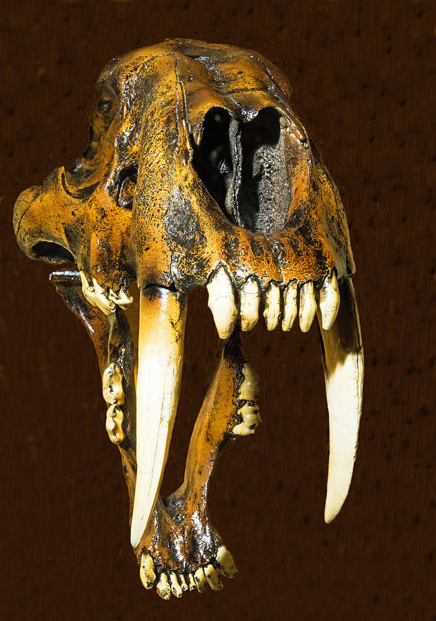 Saber Tooth Cat Skull Fossil Photograph by Millard H. Sharp