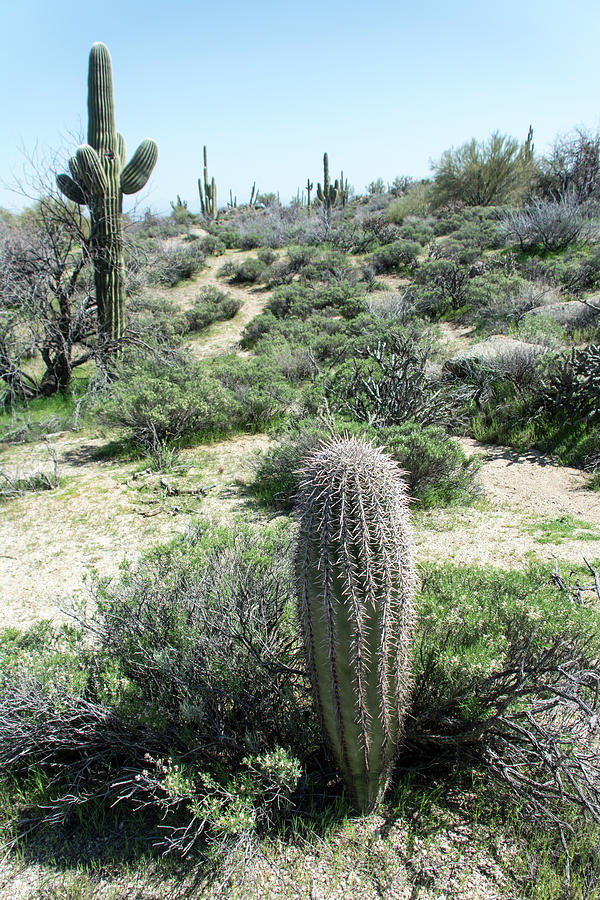 Saguaro Cactus #3 Photograph by Shan Shui