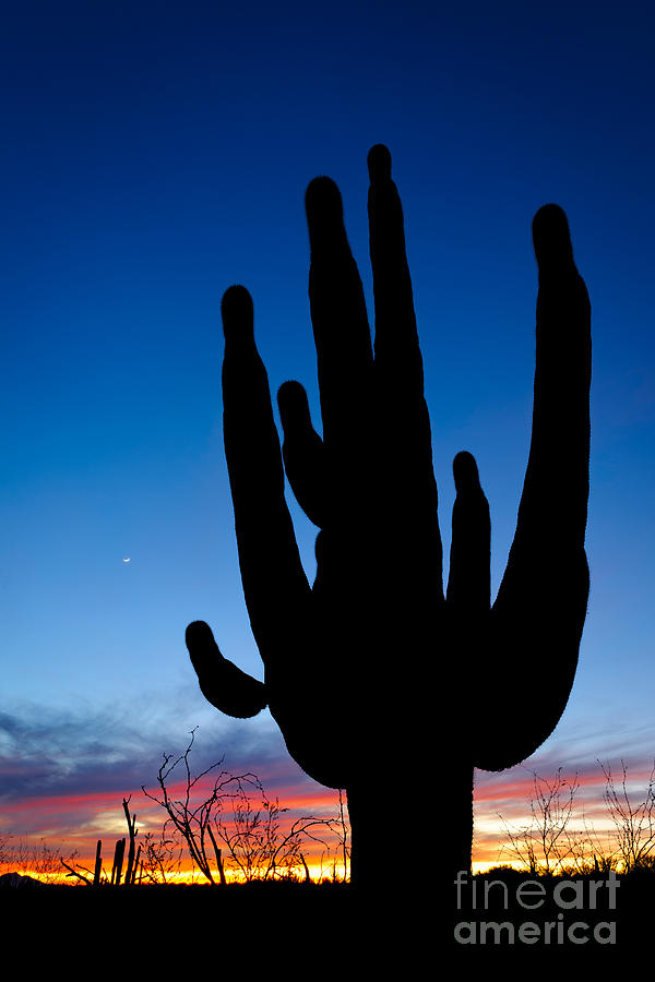 Saguaro Silhouette #3 Photograph by John Shaw