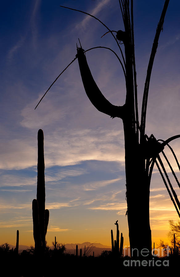 Saguaro Silhouettes #3 Photograph by John Shaw