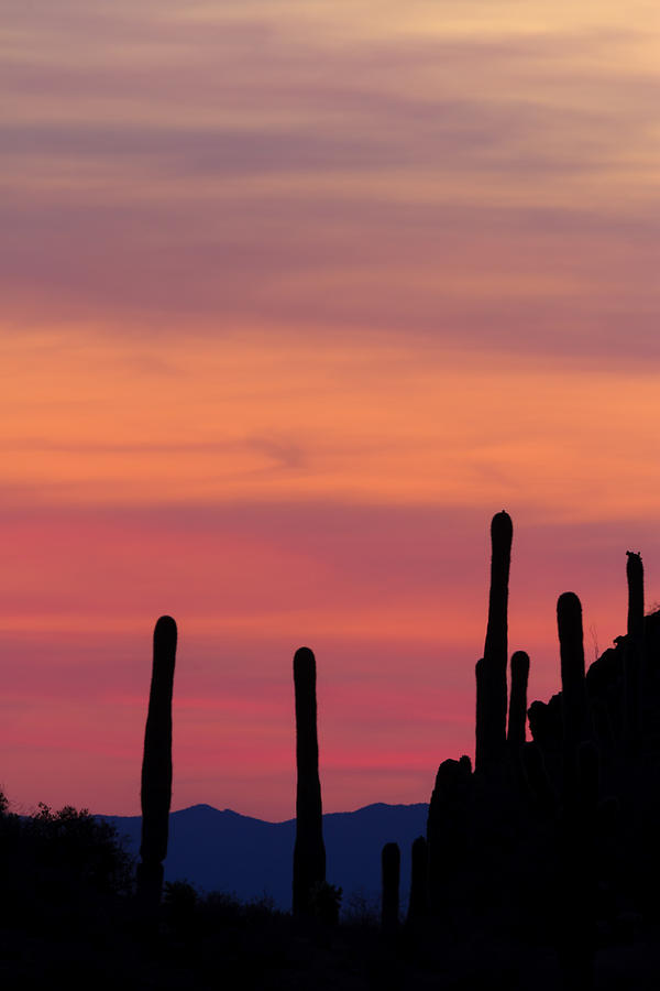 Saguaro Sunset #3 Photograph by Bryan Bzdula