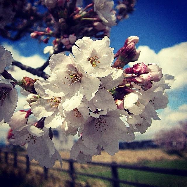 Nature Photograph - #sakura #cherry #blossoms #3 by Yukiko Nobeno