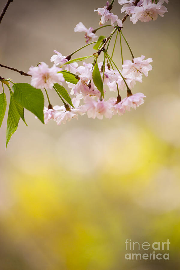 Sakura Photograph - Sakura by Tad Kanazaki Sakura Photograph - Sakura by Tad Kanazaki