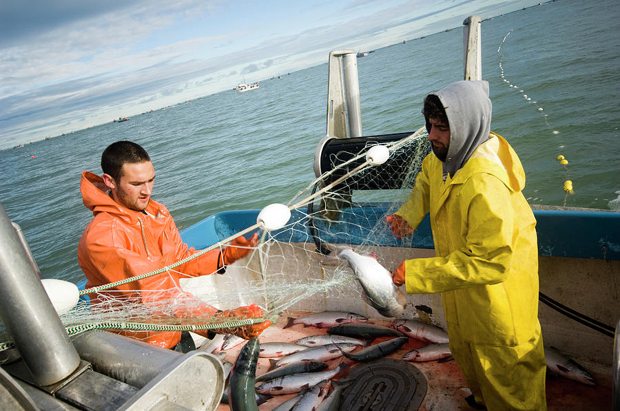 Salmon Photograph - Salmon Fisherman Picking Salmon #3 by Nick Hall