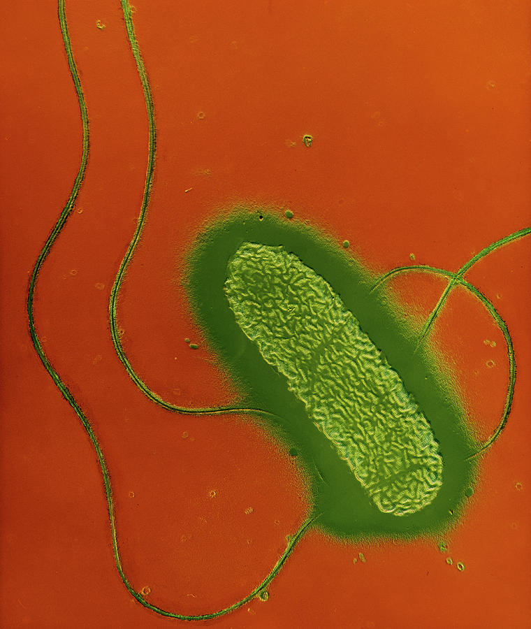 Salmonella Enteritidis Photograph - Salmonella Enteritidis Bacterium #3 by A. Dowsett, Public Health England/science Photo Library