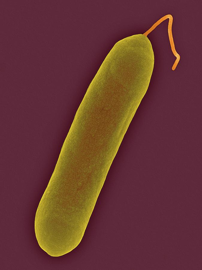 Animal Photograph - Salmonella Enteritidis #3 by Dennis Kunkel Microscopy/science Photo Library