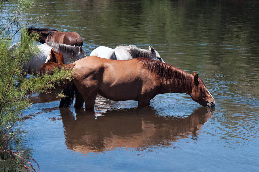 Salt River Wild Horses #3 Photograph by Tam Ryan