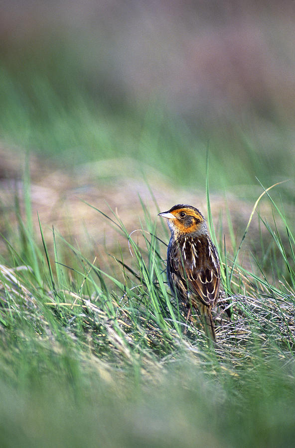 Saltmarsh Sharp-tailed Sparrow #3 Photograph by Paul J. Fusco