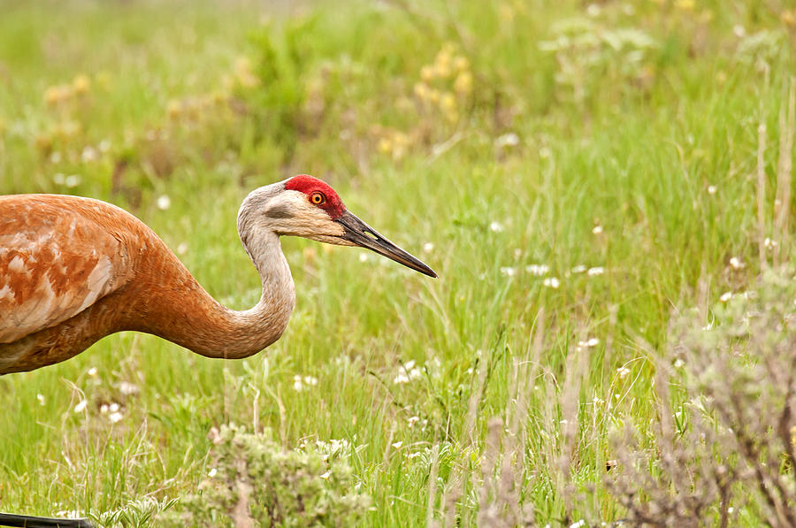 Sandhill Crane Photograph By Elijah Weber - Pixels