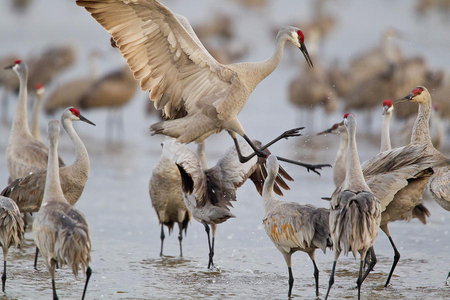 Sandhill Cranes Dancing On The Platte Photograph by Chuck Haney - Fine ...