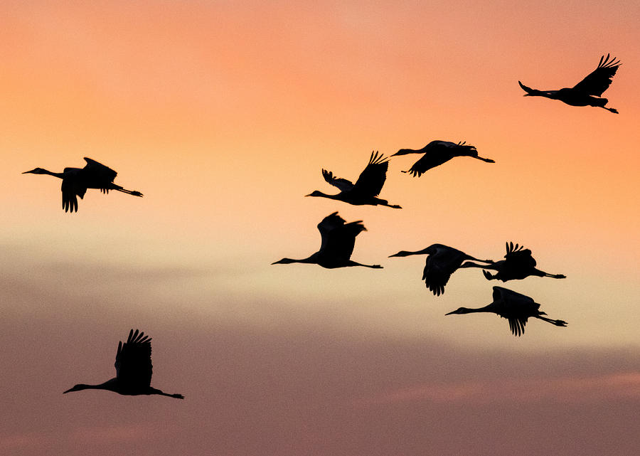 Crane Photograph - Sandhill Cranes Flying At Sunset #3 by Maresa Pryor