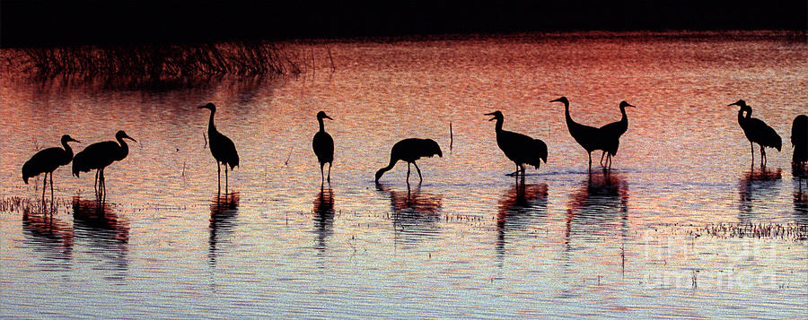 Sandhill Cranes Photograph by Steven Ralser