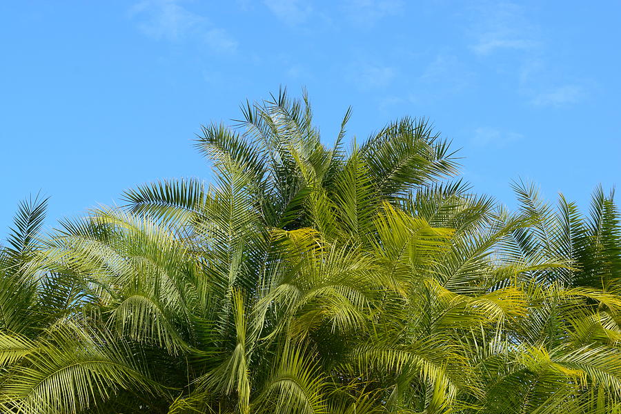 Sanibel Palms #3 Photograph by Curtis Krusie