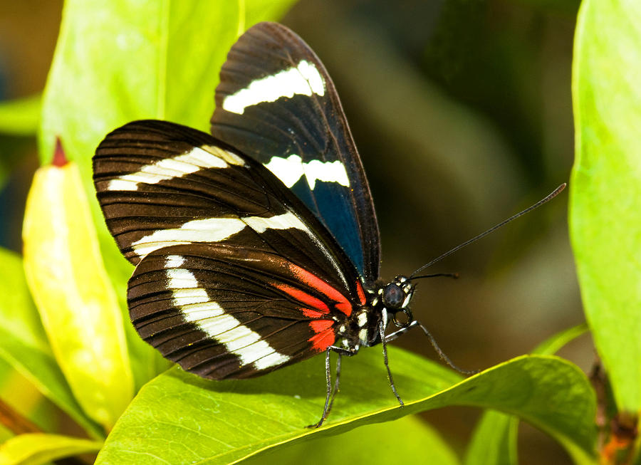 Sara Longwing Butterfly #3 Photograph by Millard H. Sharp