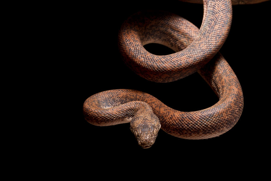 Savu Python On Tree Branch Photograph by David Kenny | Fine Art America