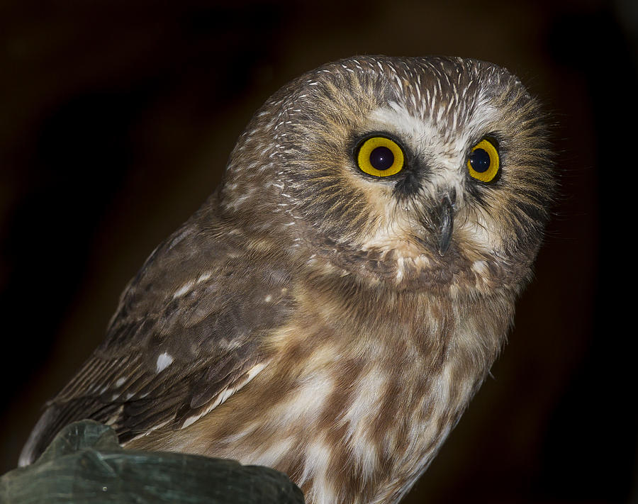 Owl Photograph - Saw-Whet #3 by Jean Noren