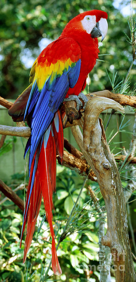 Macaw Photograph - Scarlet Macaw #3 by Millard H. Sharp