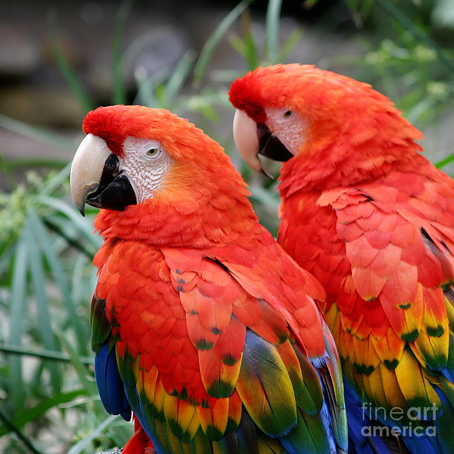 Scarlet Macaws Photograph by Henrik Lehnerer - Fine Art America