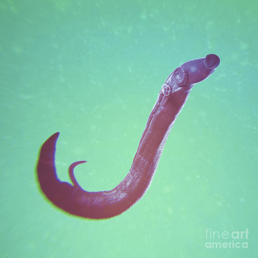 Schistosoma Parasite Worm #3 Photograph by Science Picture Co