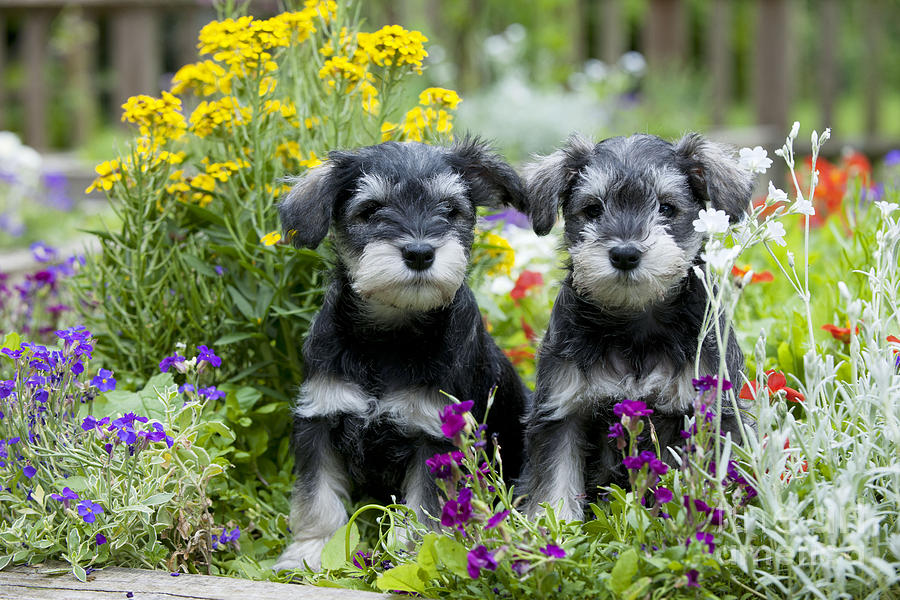 Schnauzer Puppy Dogs Photograph by John Daniels