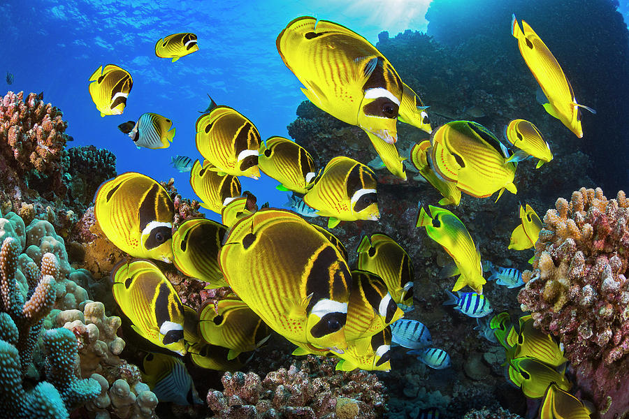 Fish Photograph - Schooling Raccoon Butterflyfish #3 by Dave Fleetham