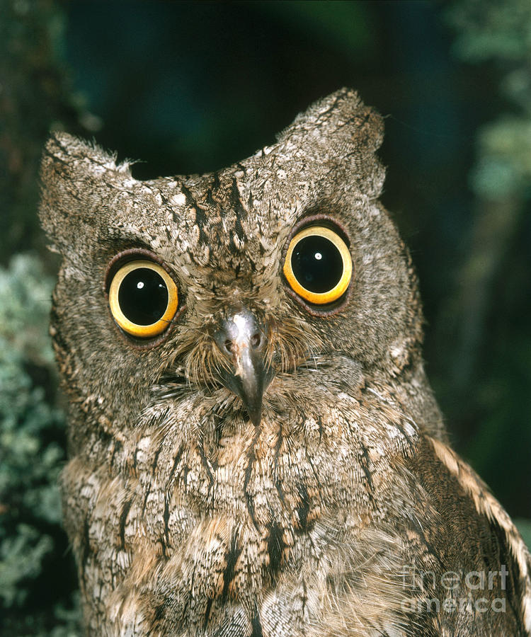 Scops Owl #7 Photograph by Hans Reinhard