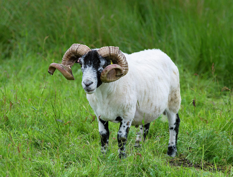 Scottish Blackface On The Isle Photograph by Martin Zwick - Pixels